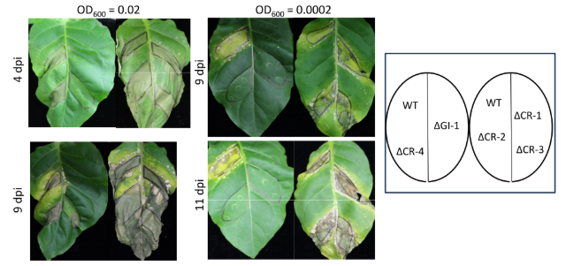 J Gen Plant Pathol tweet media