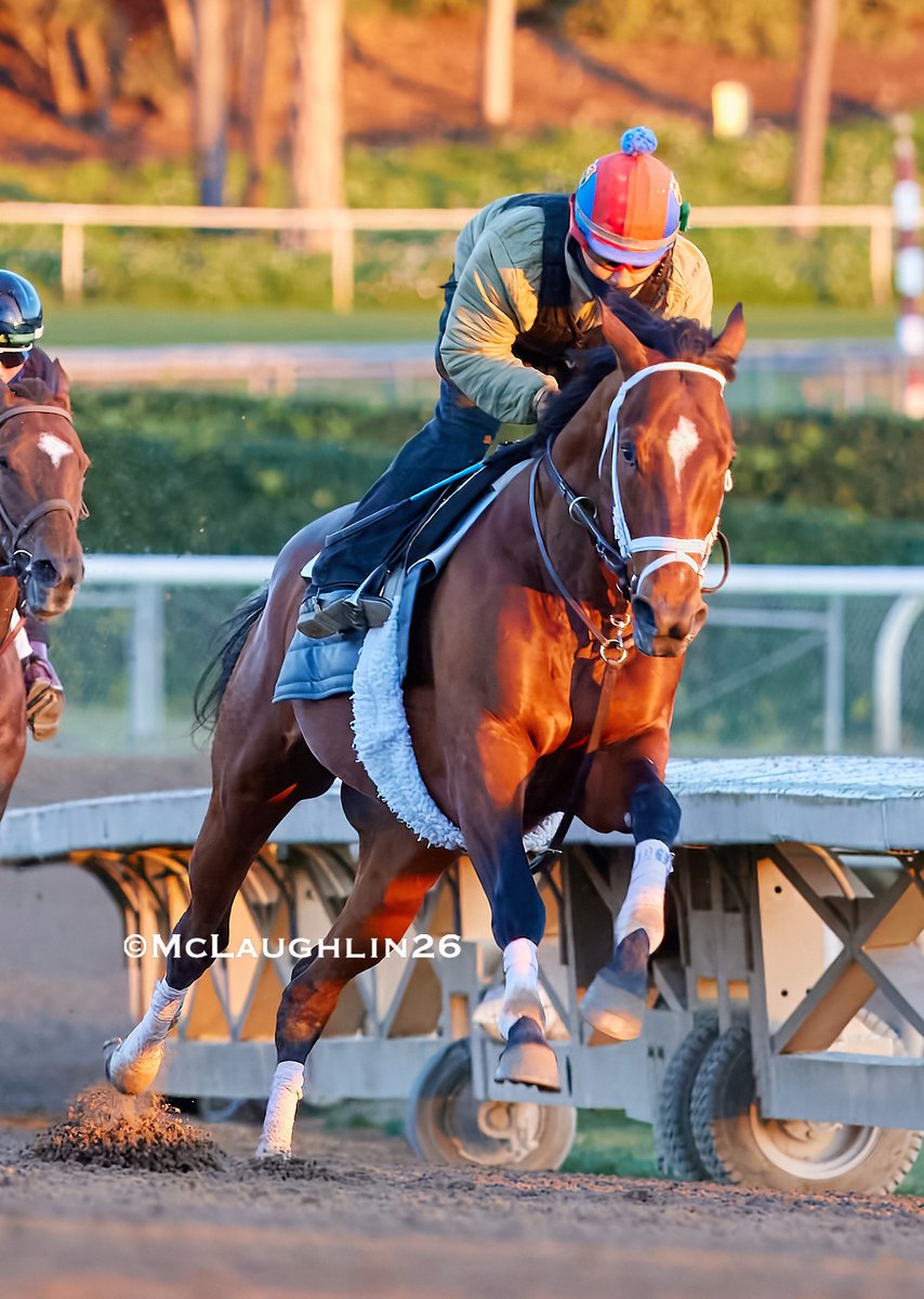 J McLaughlin Safford tweet media