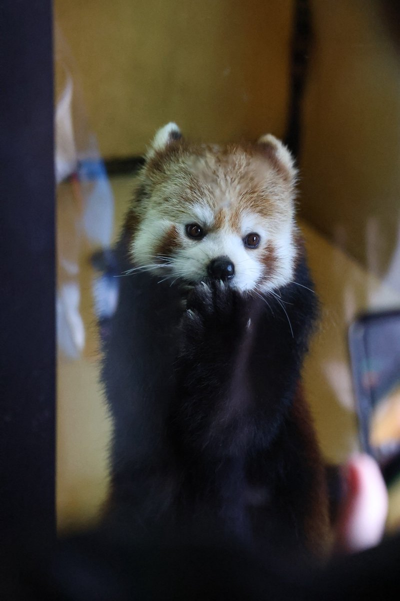 あんここ tweet media