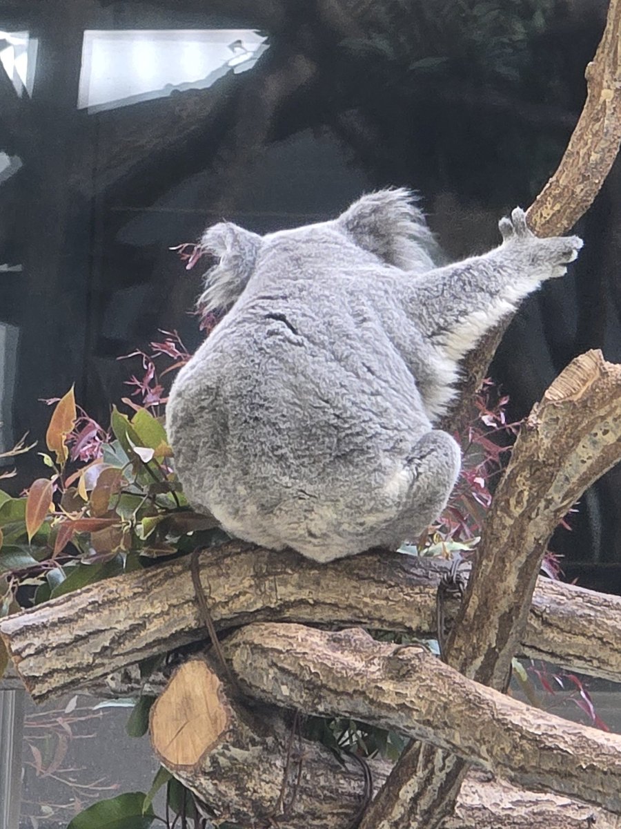 けつようび🍑 #きらら #コアラ #多摩動物公園