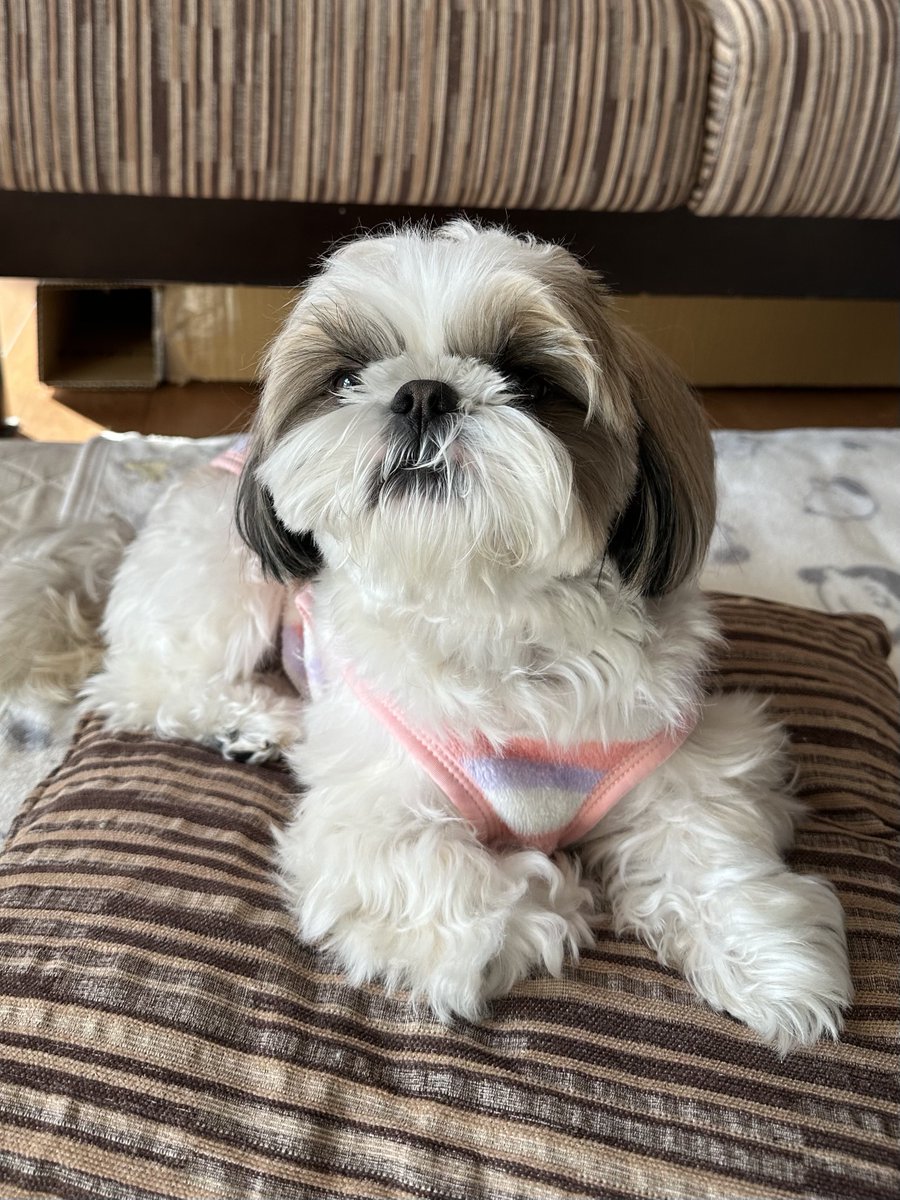 シーズー🐶華ちゃん🌺 (@2XUQSA61DhvUODr) / Posts / X