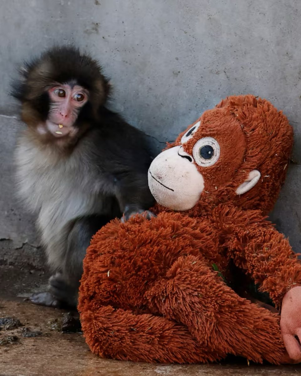 A single viral photo of Punch the Monkey turned a $20 IKEA plush into a resale item overnight.

One buyer says he bought 1,000 of them as they sold out.

He plans to relist them on eBay for $200+ each.