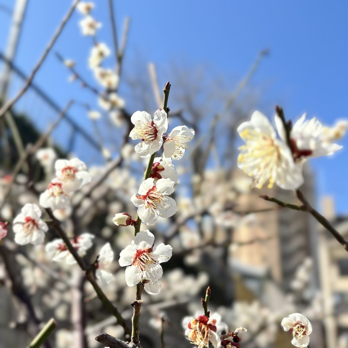 蘭丸1号機 (@shinsakan) / Posts / X