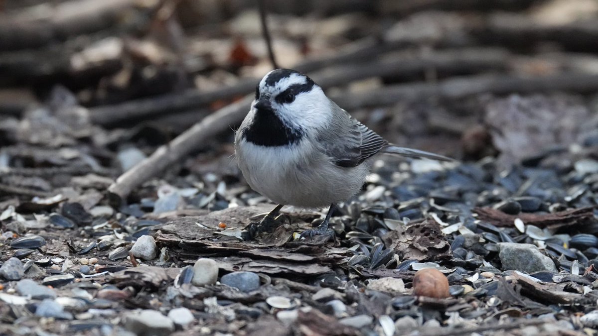 Weaselhead Society tweet media