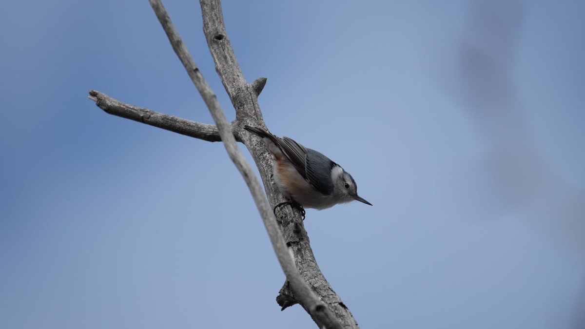 Weaselhead Society tweet media