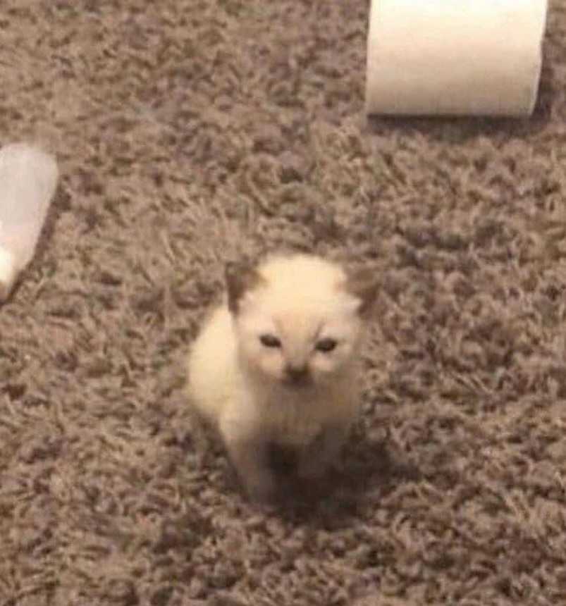 smol silly cat tweet media