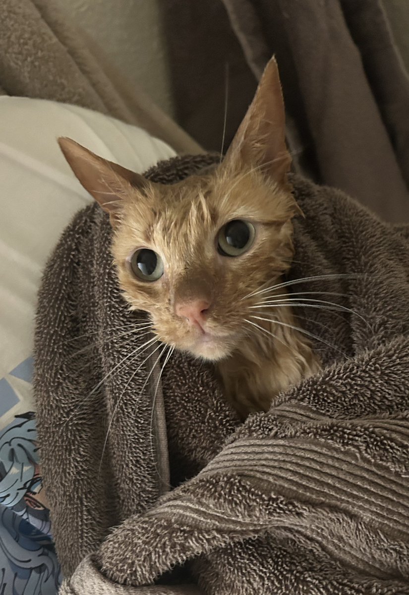 CiVi-12⚓🐝【VFleet】 tweet media