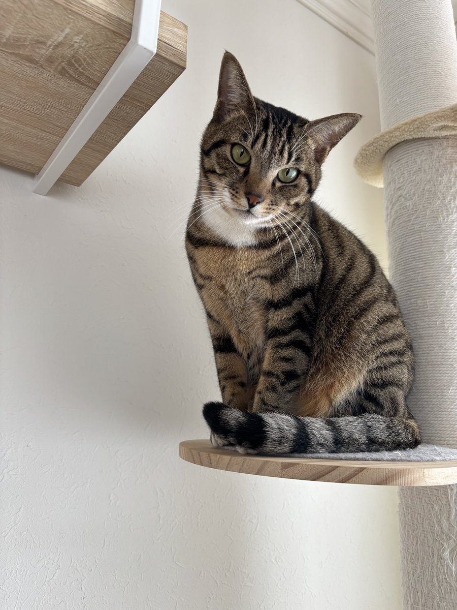 猫のミーニャちゃんねる tweet media