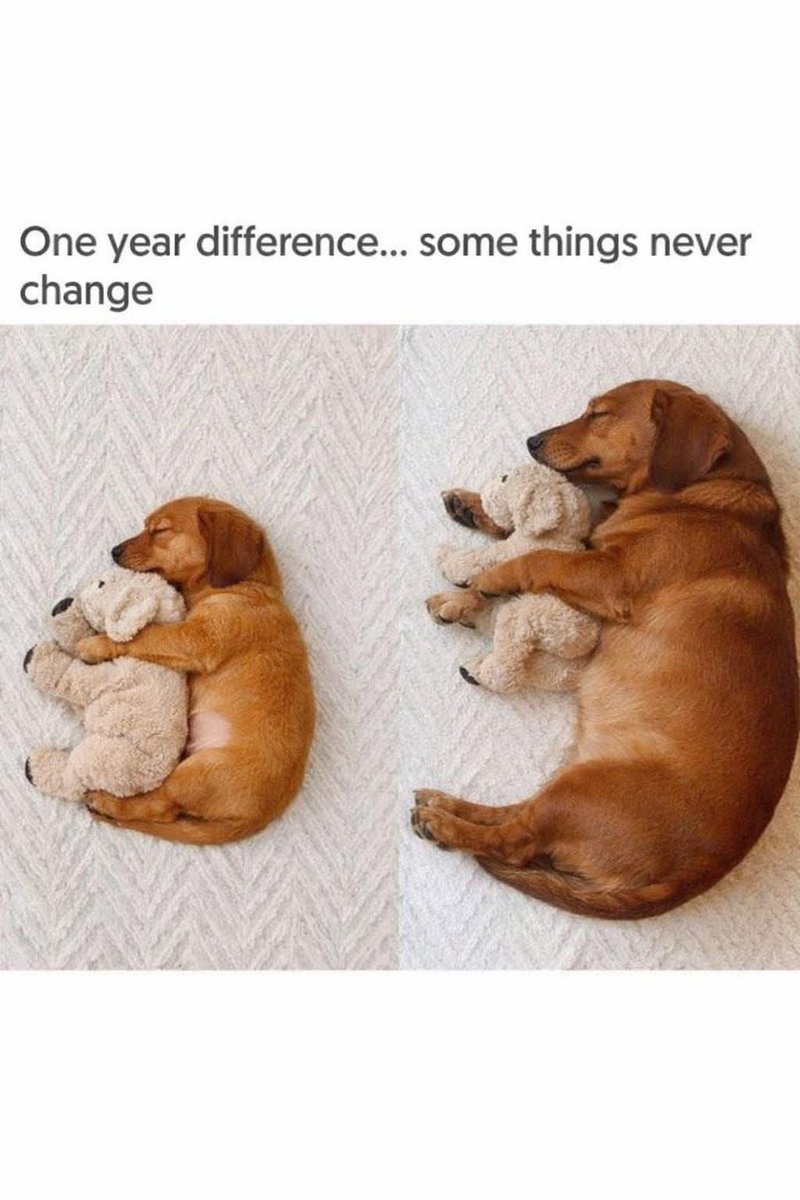 Dachshund (@daschundlovers2) on Twitter photo 