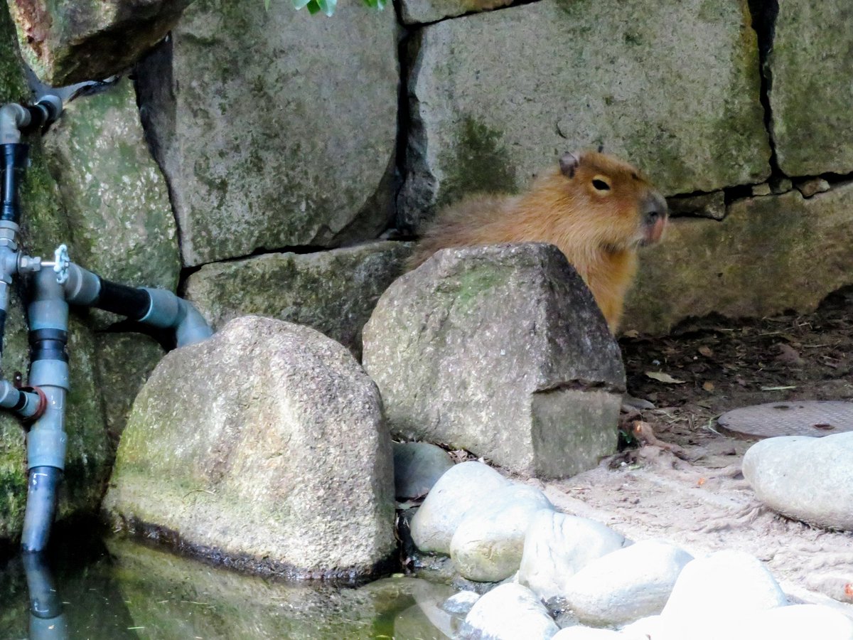 カピバラ #東山動植物園