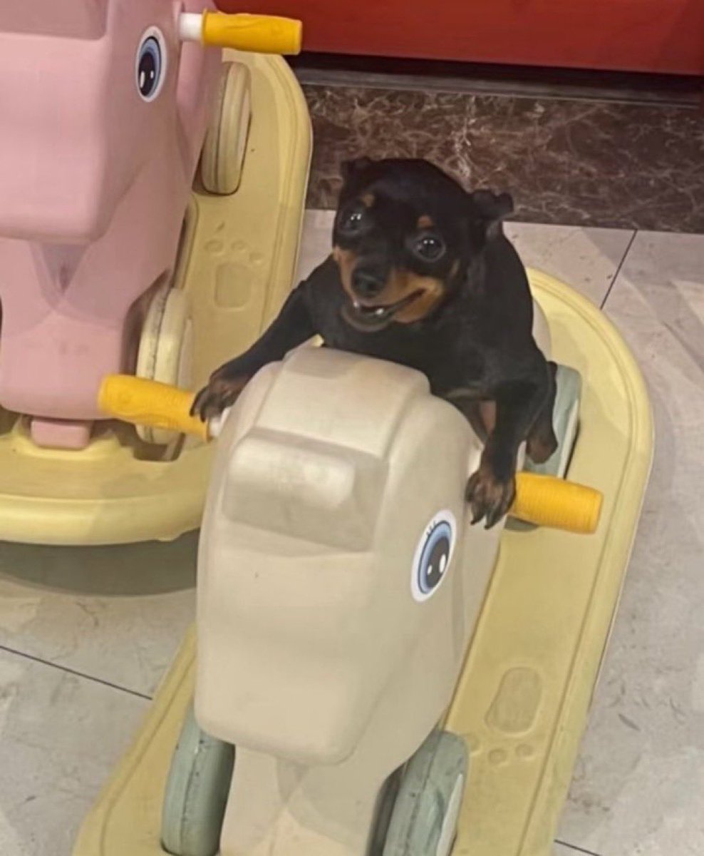 everything dogs 🐶 (@everythingdogss) on Twitter photo 