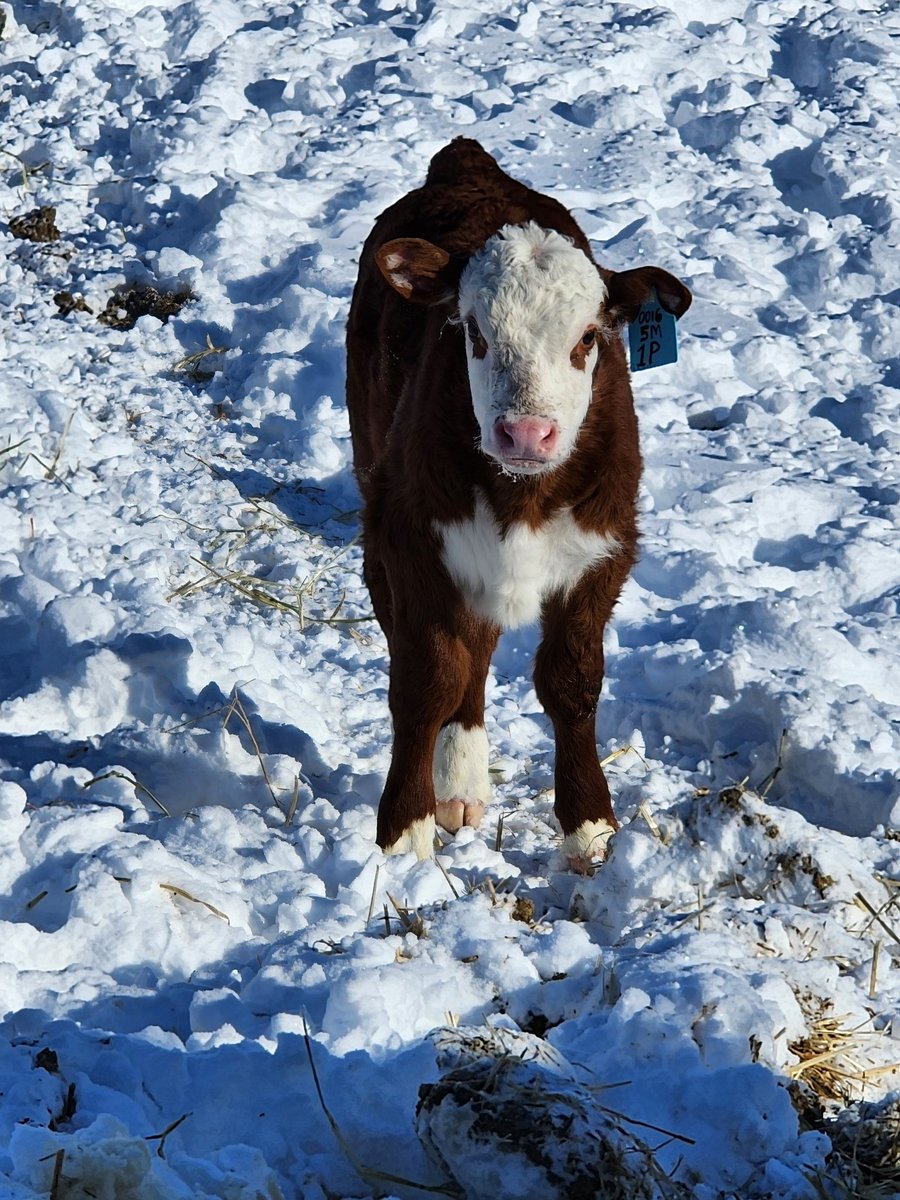 DDFarmerette 365 Days 365 Cow Facts tweet media