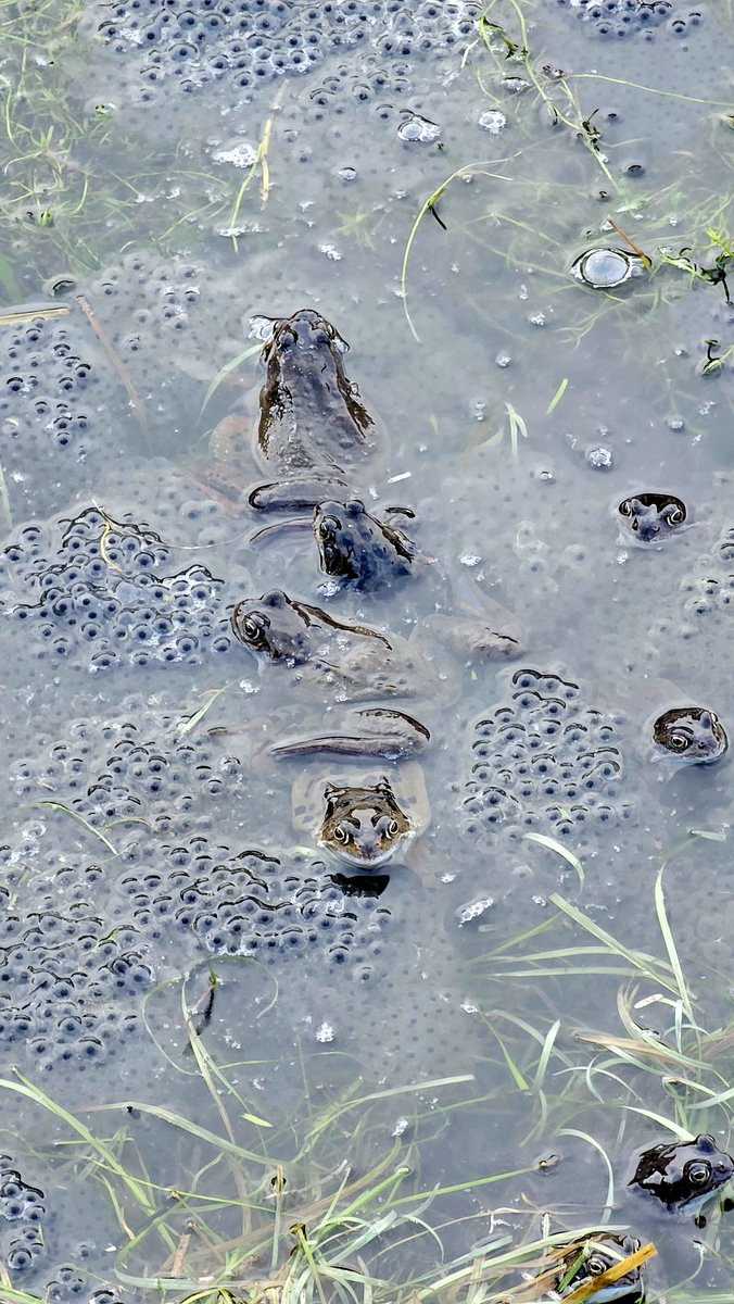 the peak district viking tweet media