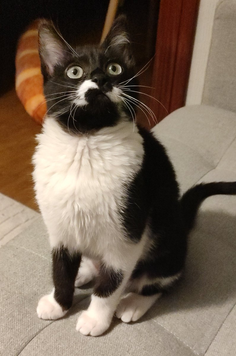 Cat 1: Free (found in the middle of the road with a broken leg)
Cat 2: Free (found at my house door with astmha and pneumonia)
Cat 3: Free (sleeping between cars with a open wound)

Just adopt and change their world