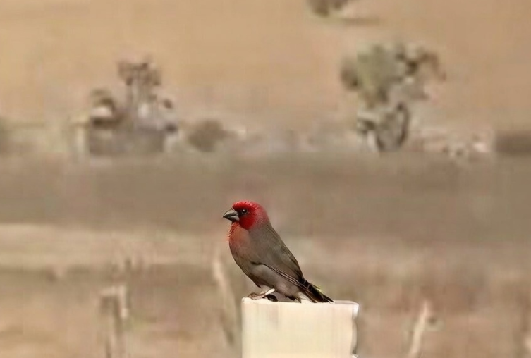 fachocat's tweet photo. El pajarito bien quitado de la pena mientras todos se parten la madre. https://t.co/yJYmBoDBo0