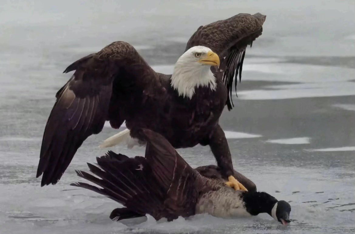 3BallJosh tweet media