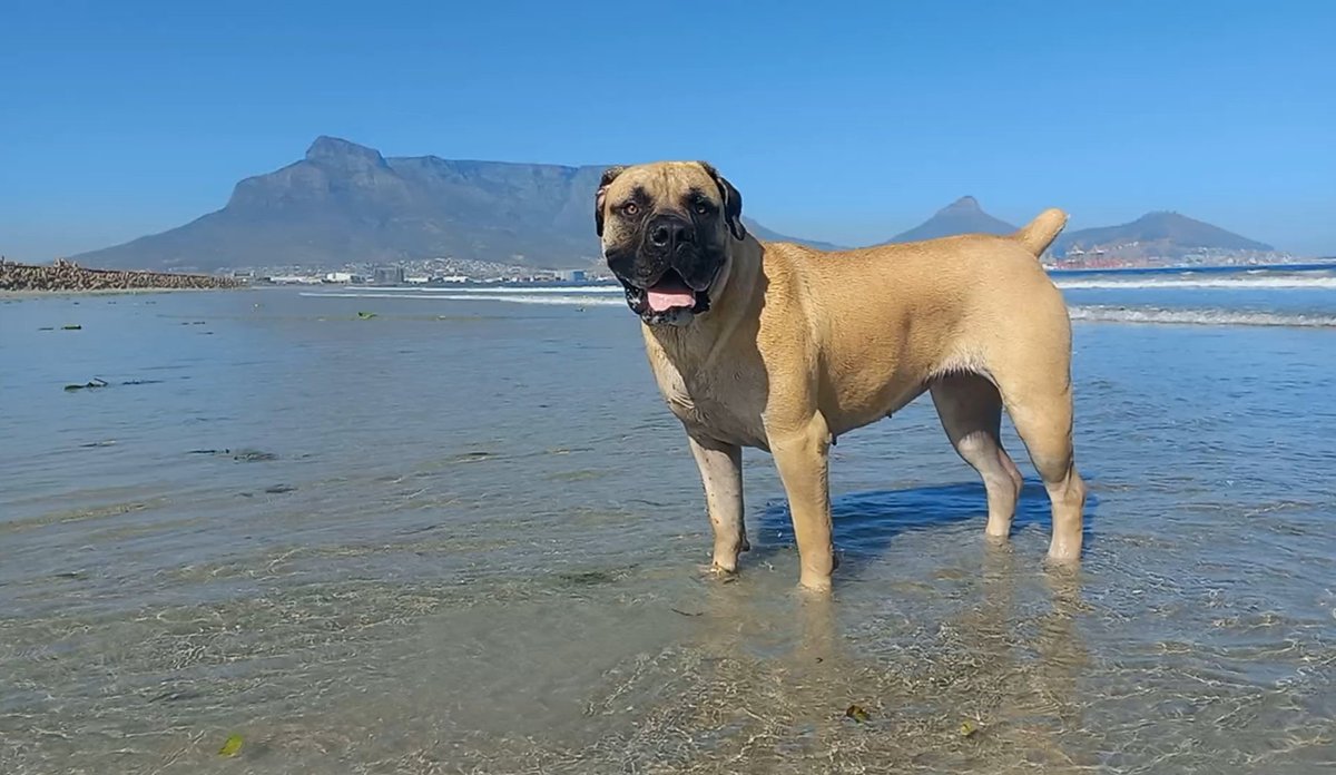 Roxy_Mayhem's tweet photo. Welcome to Cape Town. #SummerVibes #bigdogenergy #DogLovers https://t.co/yBstTsCD3Y