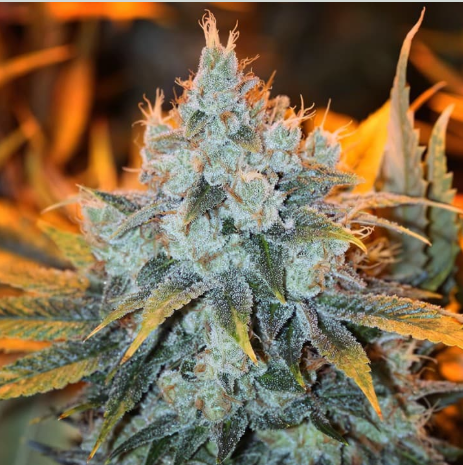 This weeks Feminized photo giveaway pack coming from <a href="/ForceofNatureCA/">ForceofNatureGenetics</a> is ....

Chem D X Super Buff Cherry!

You can also just stop by the all new website and pick yourself up a pack for $20.00 plus shipping.

forceofnaturegenetics.com

Rules are 

US only

Like and RP

Follow