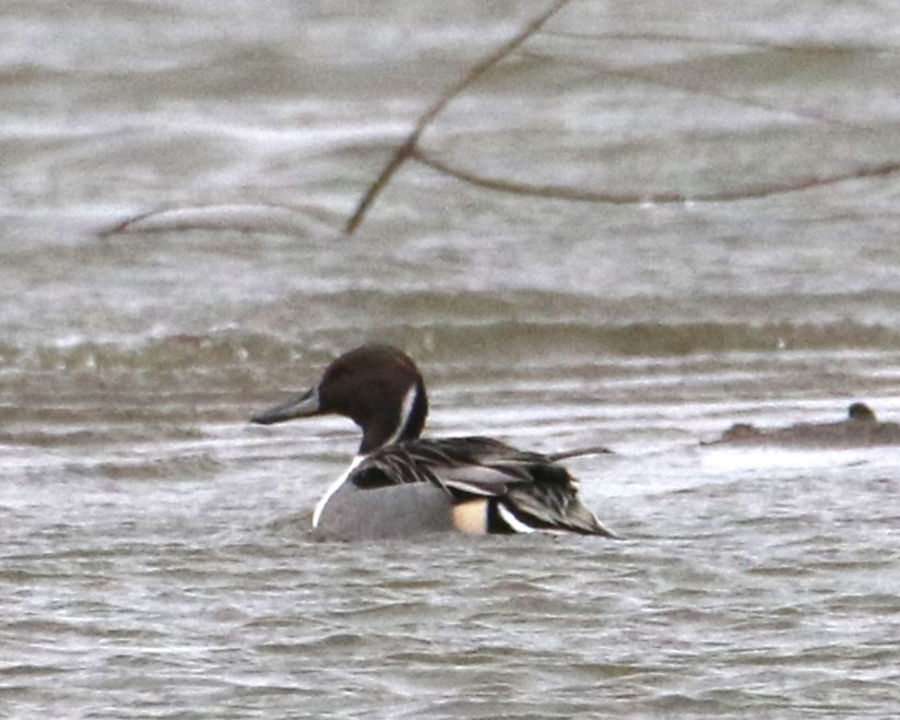 Gerard Groeneveld tweet media