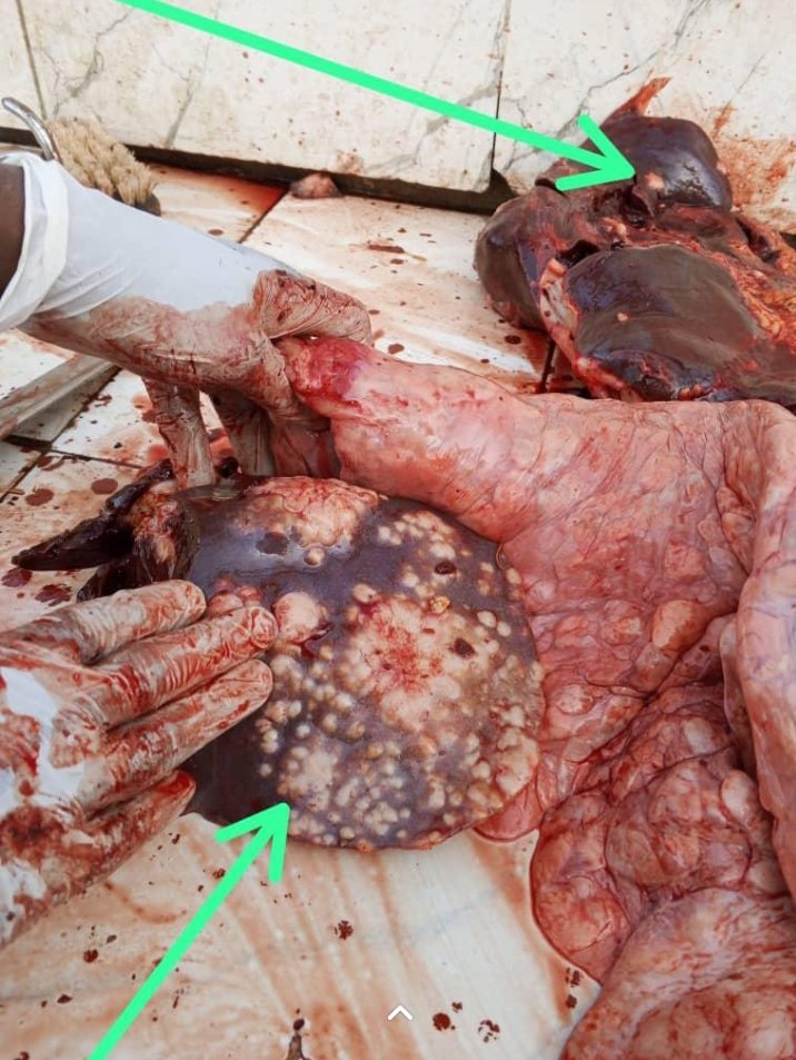 🚨🚨🚨😳Pls be very vigilant in what you consume. Any time u see something like this in any part of a carcass(meat) don't eat it. This is Tuberculosis and it’s  zoonotic ( Transferable from animals to humans )

Reposts