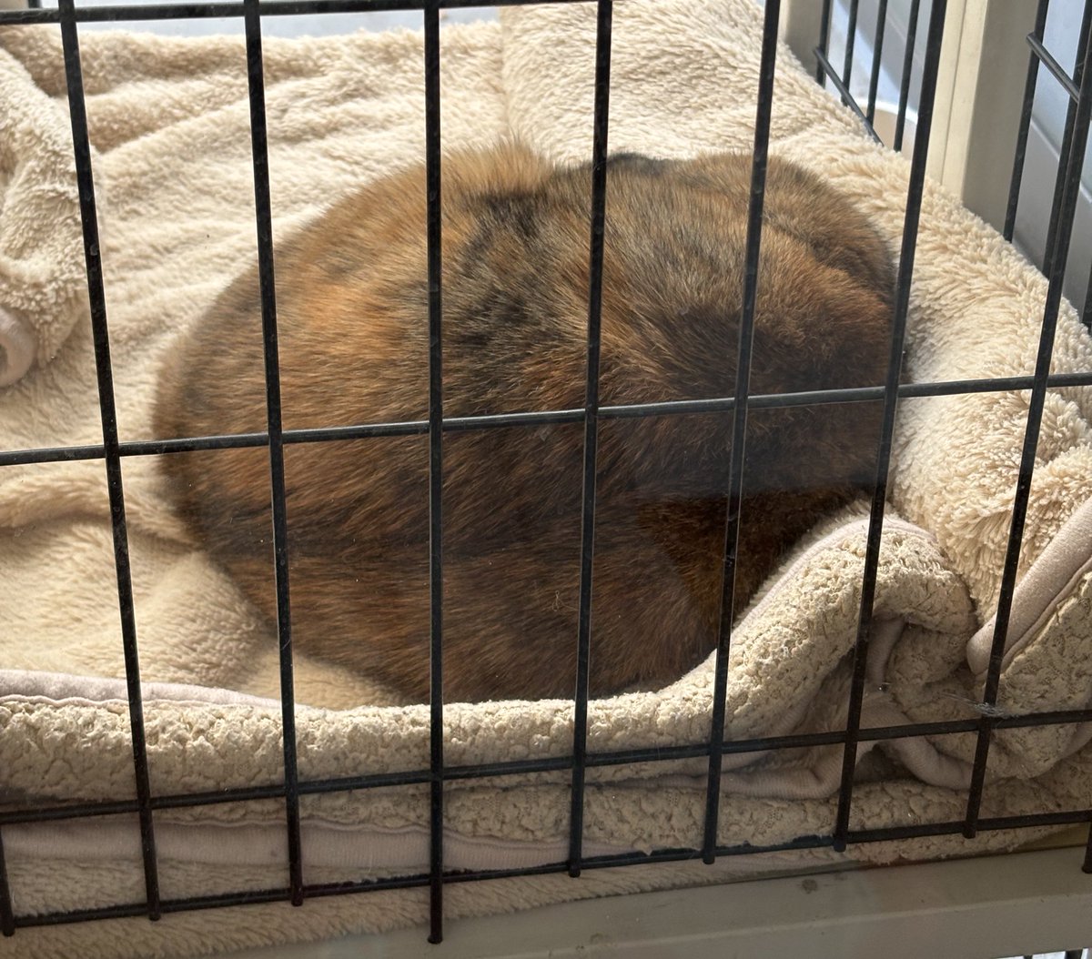 勉強してたら眠気飛んだから丸すぎるうちの子載せとくね🐱💕💕