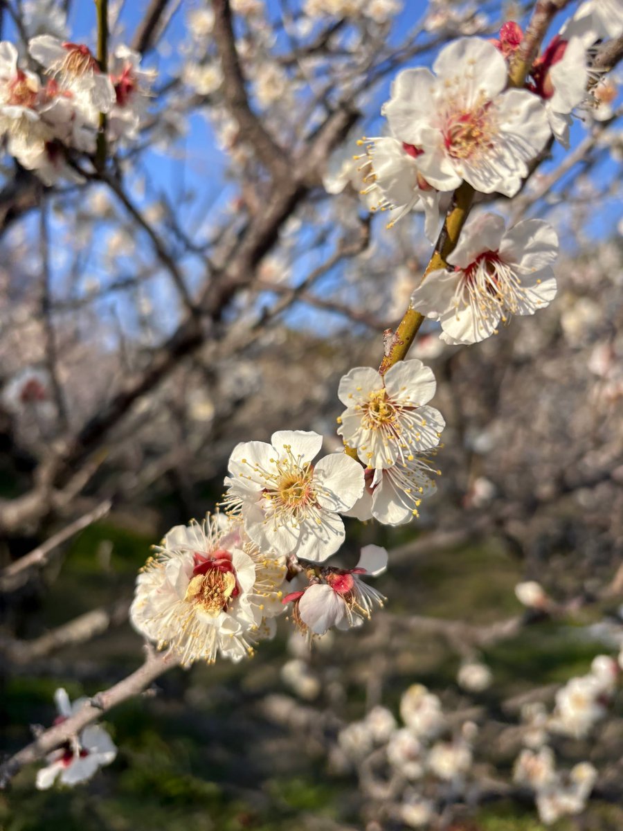NagiEnglish's tweet photo. I felt a spring mood🌸 https://t.co/9zDKZEEbSk