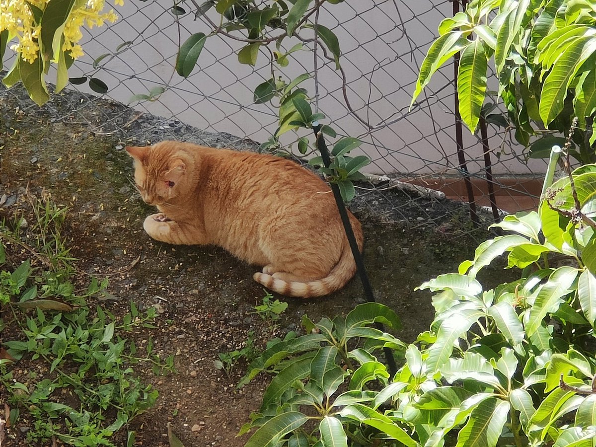 Mi ahijado domingueando. Su herida va curando 🙏🏻