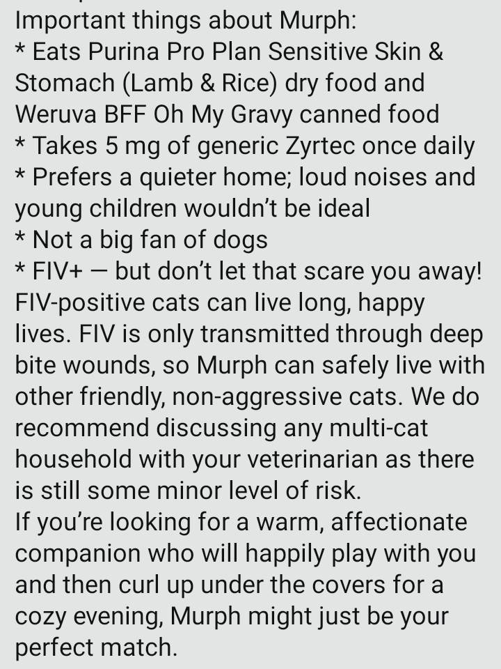 Murph
AVAILABLE NOW! (By appointment only)
Available for adoption after a 1–2 week foster-to-adopt “trial”
Estimated age: 4–7 years
Sex: Neutered Male
Flame Point Siamese mix
Apply here:  new.shelterluv.com/matchme/adopt/…
#adoptdontshop #catadoptions #rosevilleca