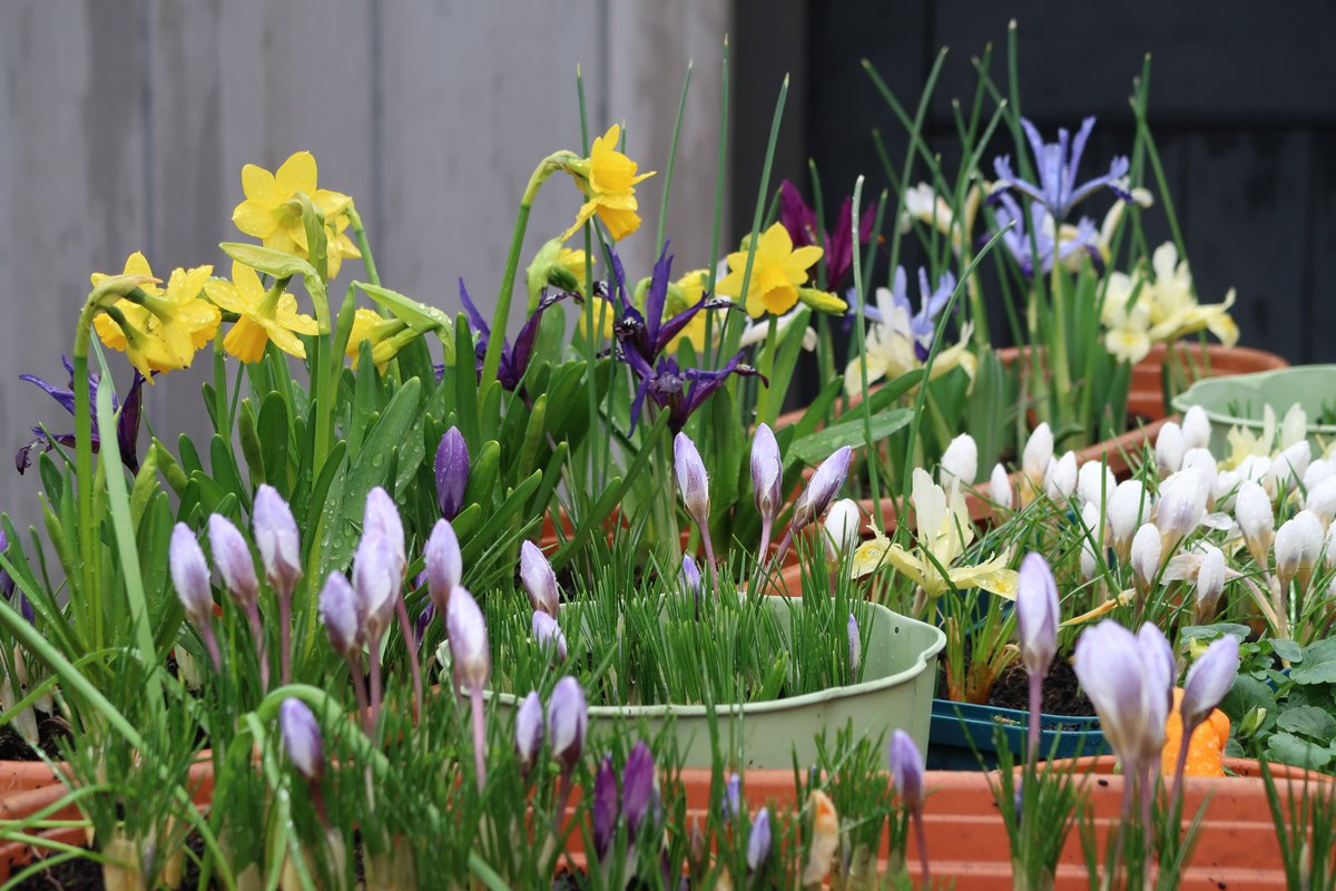 Funky albert snail tweet media