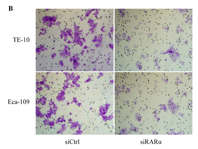 Elisabeth Bik tweet media