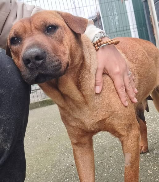 DNVSaveanimals tweet media