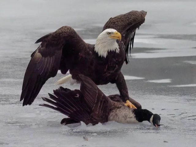 A1Policy_AFA's tweet photo. USA > CANADA https://t.co/i3ZSUVThqz