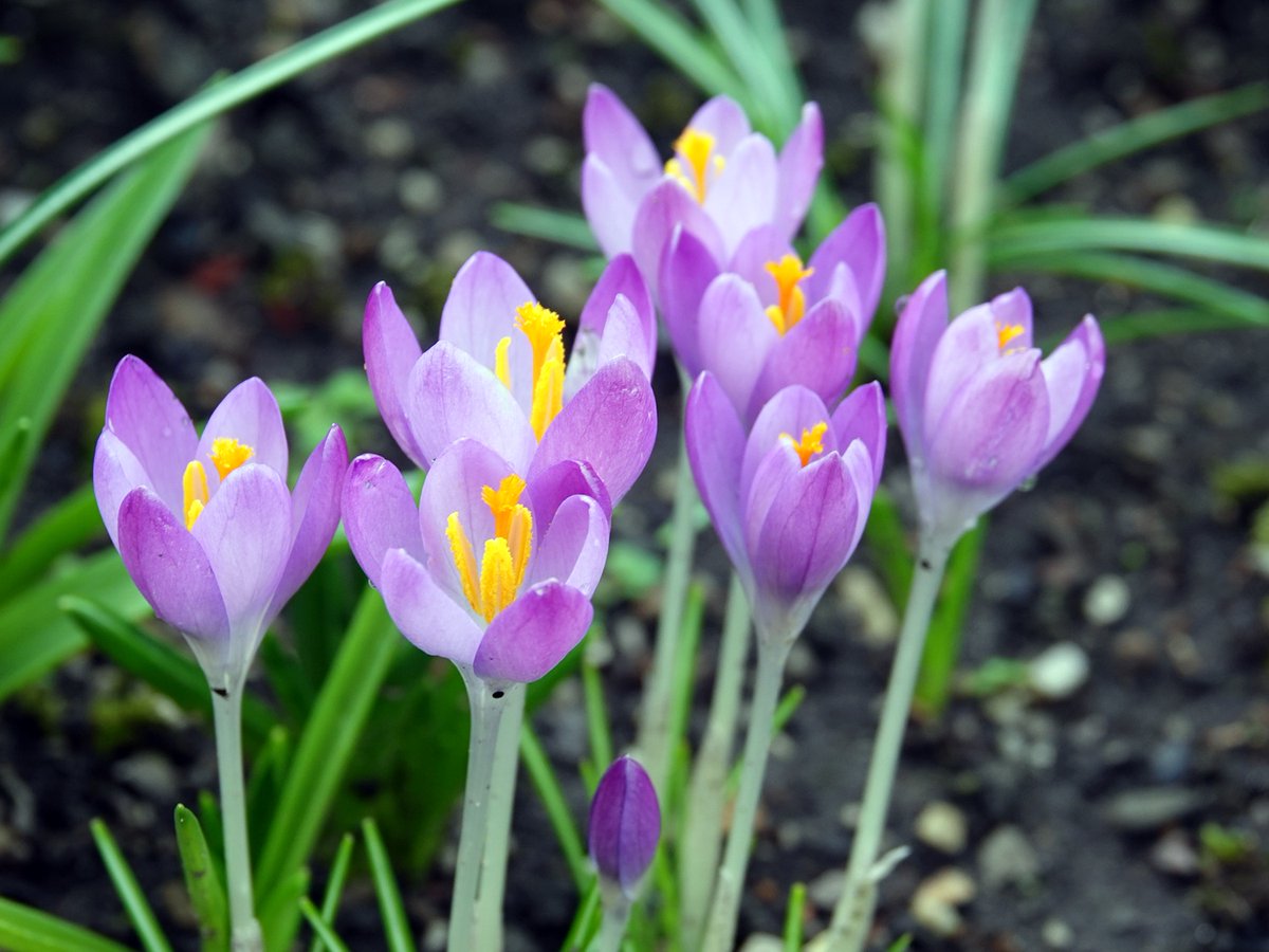Barrie_Woodward's tweet photo. Snowdrops still going strong, joined by some crocus.  Bees out and about on a much milder day today.
#Wildflowerhour #wildflowers #springisnear https://t.co/YvlUZ7WUAK