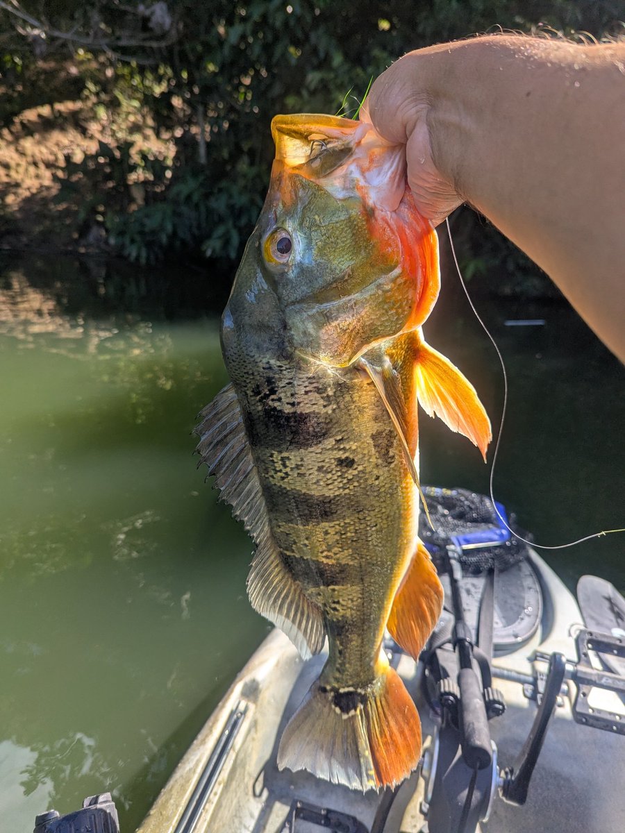 HeMaNe's tweet photo. #OtroDiaEnLaOficina #Tucunaré #TopPredator #Pesca #Liberado #Utuado #Otoao
21" 5.39 libras. https://t.co/BBhvFZTpuD