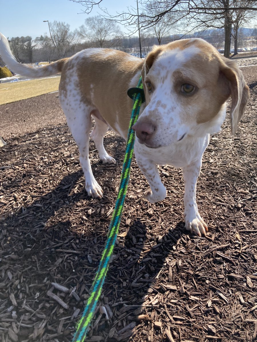 livewellian's tweet image. Waiting for sis-fur to catch up after sniffing literally everything. Hope you are all having a wonderful Sunday, friends. Stay safe and warm if you are in the path of this Nor Easter! 💜🐶❤️ #Beagle #Dogs #winterstorm