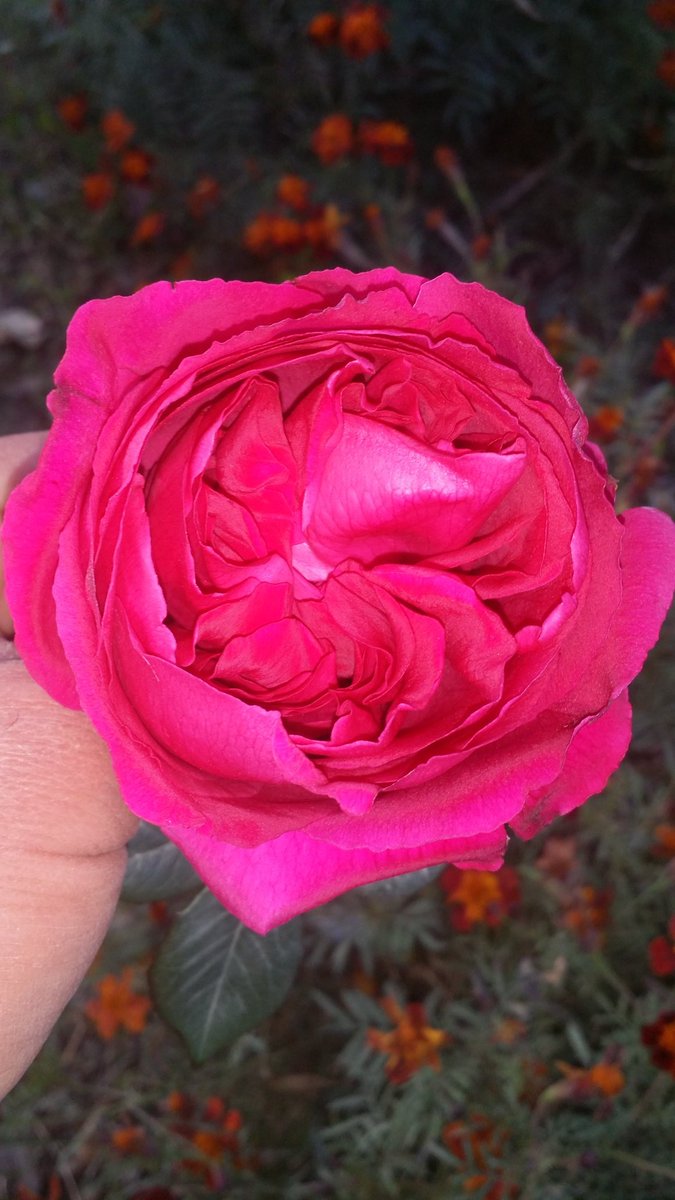 جــಿــرنـಿـآسـಿـ 🦅 tweet media