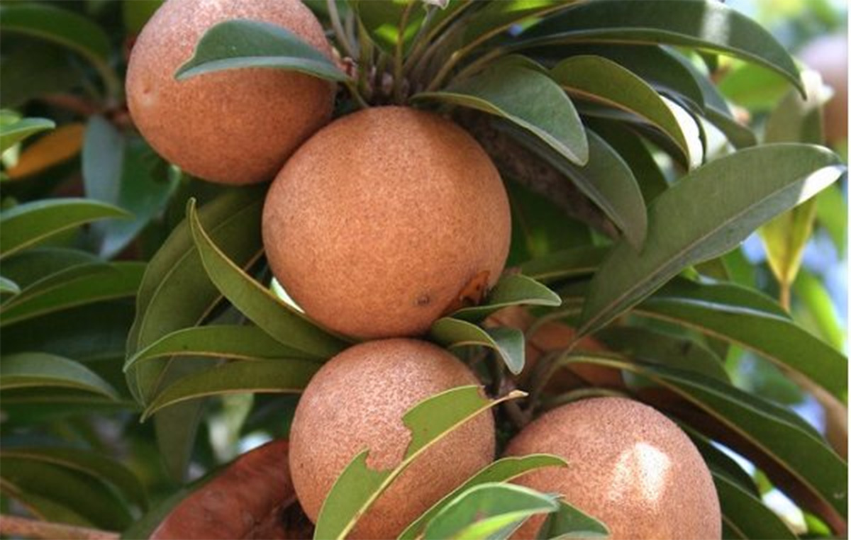 Gholvad chikoo, with a GI tag, has a granular pulp with high nutritional value and calcium content. Heavier than other chikoos, it typically contains three seeds. Each tree yields over 2,000 fruits annually, surpassing other varieties. Read on:

30stades.com/farming/gholva… #farming