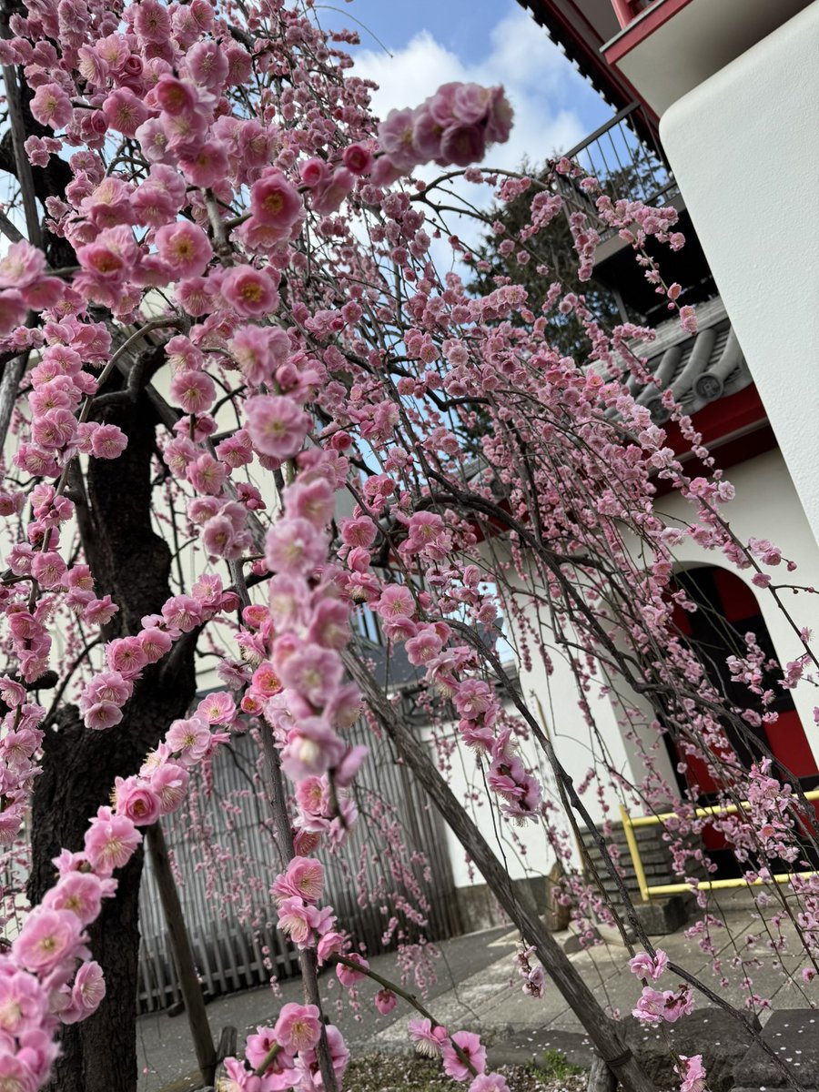 上に立つ人ほど、孤独になる陰陽師ヒミコ｜陰陽師ヒミコOnmyōji Himiko note.com/onmyo369/n/ndf…