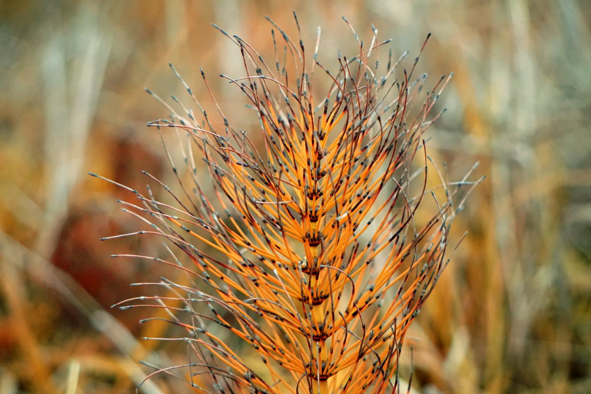 drmichaellevin's tweet image. #naturephotography
some in #infrared. 
More from this set at thoughtforms.life/nature-photogr…
More others at thoughtforms.life/galleries/