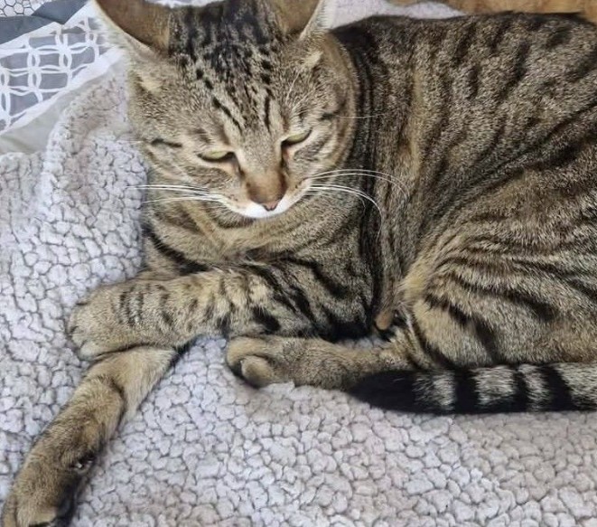 22.02.26 Perdu chat tigré à Saint Juéry (Crozes). "Mistic". Contact : facebook.com/catherine.roul… #Tarn