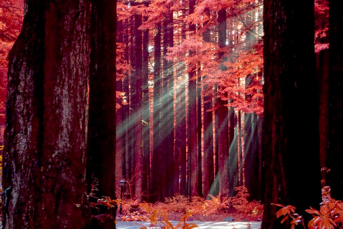 drmichaellevin's tweet image. #naturephotography
some in #infrared. 
More from this set at thoughtforms.life/nature-photogr…
More others at thoughtforms.life/galleries/