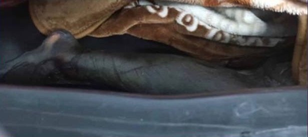 شیردُخت✨️🇮🇷 tweet media