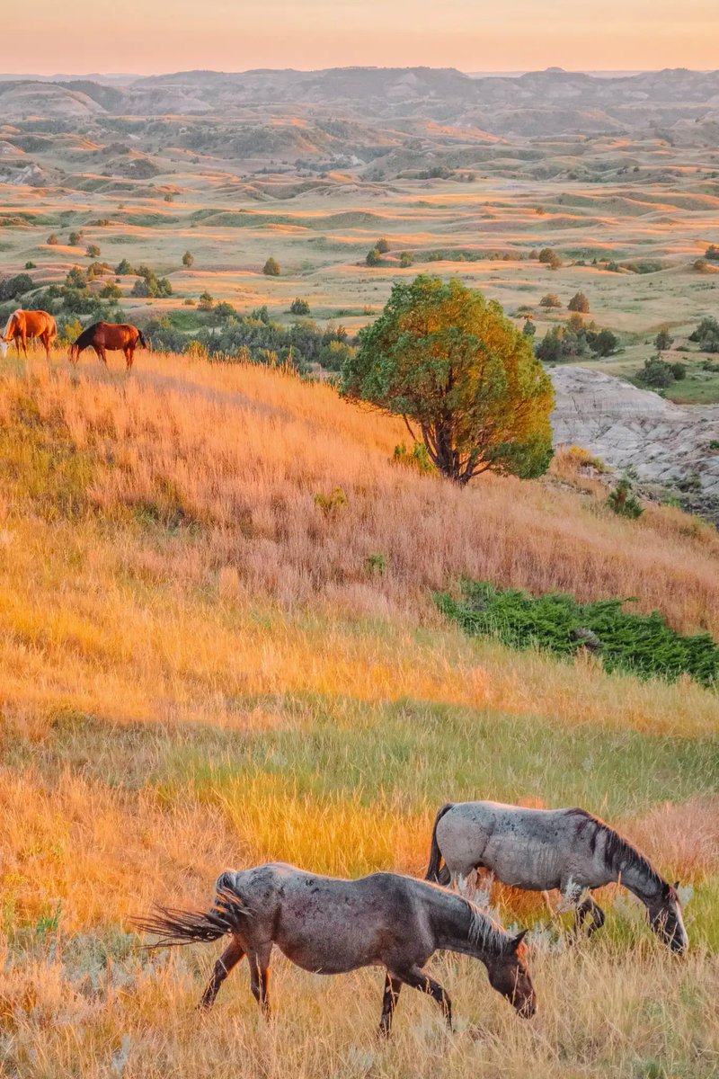 HistoryWJacob's tweet image. Posting the most beautiful picture I find from each state.

Day 34: NORTH DAKOTA