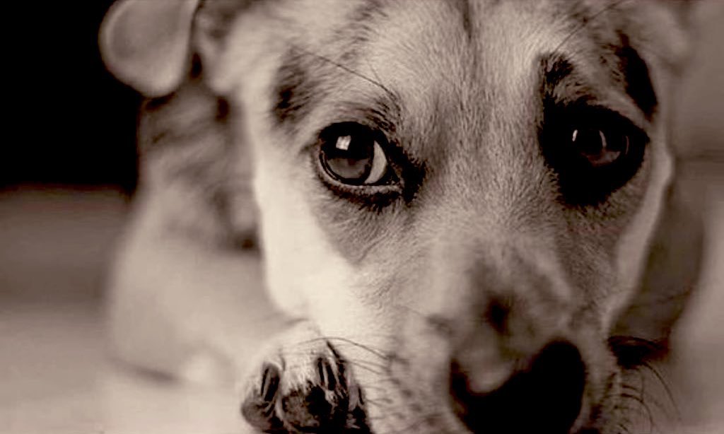 Şanlıurfalıları kınıyorum. Hemşeriliğinden çıkıyorum. Yazıklar olsun. Peygamberler şehrini,katliamlar şehrine çevirdiler. Hayvanseverlere sesleniyorum, Urfaya tek bir turist gitmemesi için seferber olun. Merhamet etmeyene yaradan da merhamet etmez!
#SokakHayvanlarıSahipsizDeğil