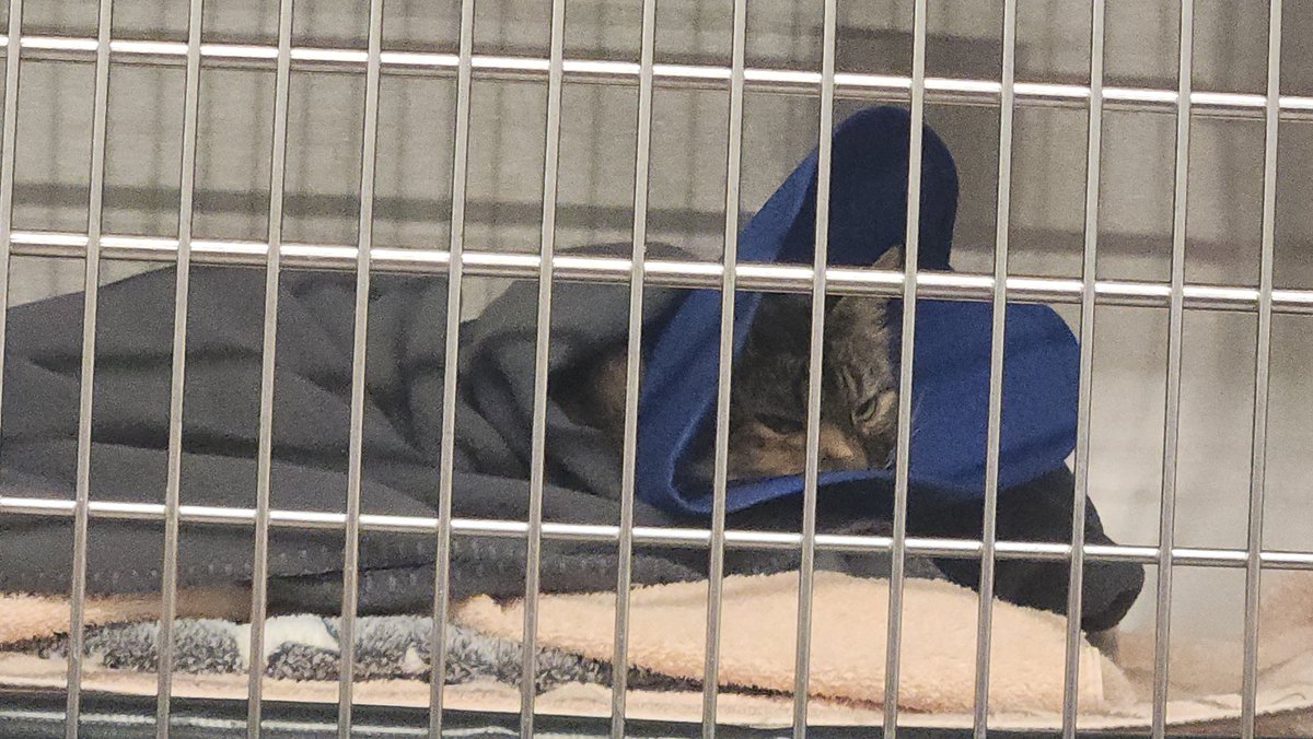 We had to go to the little baby kitty ER last night ;_; NOTHING CRITICAL, she just had an abscess. They cleaned it up &amp; sent us home with antibiotics and pain killers. Look how mad she was when we picked her up, her little face ;a;