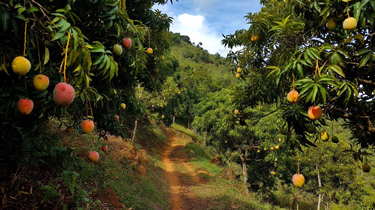 A Peaceful Escape - 23

A winding dirt path through a vibrant mango orchard on a hillside, with ripe fruits dangling from branches under a partly cloudy sky.

- Image by Grok