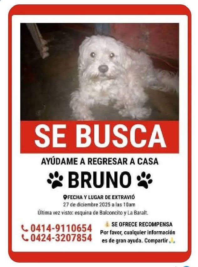 PerroUsuario Wof '•' tweet media