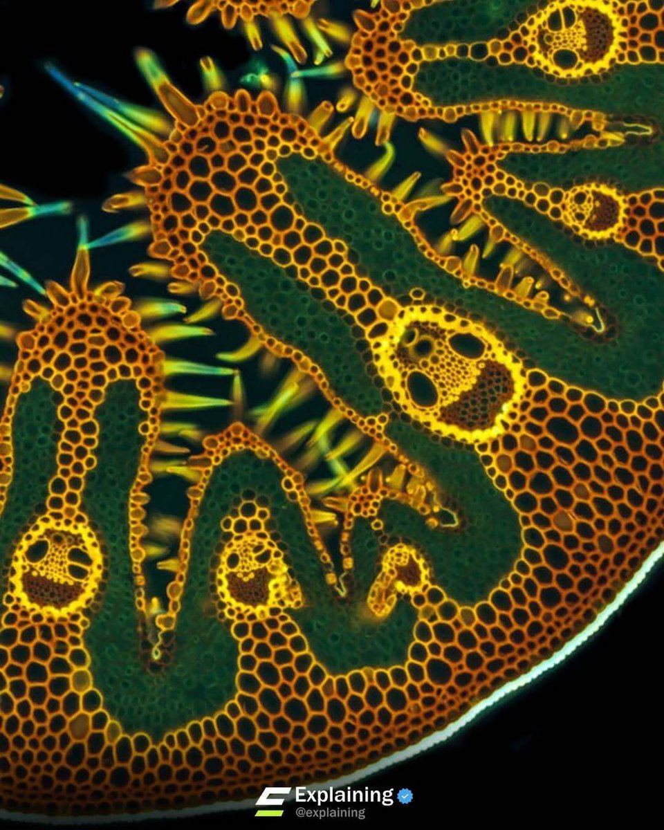 Water-Use It Wisely tweet media