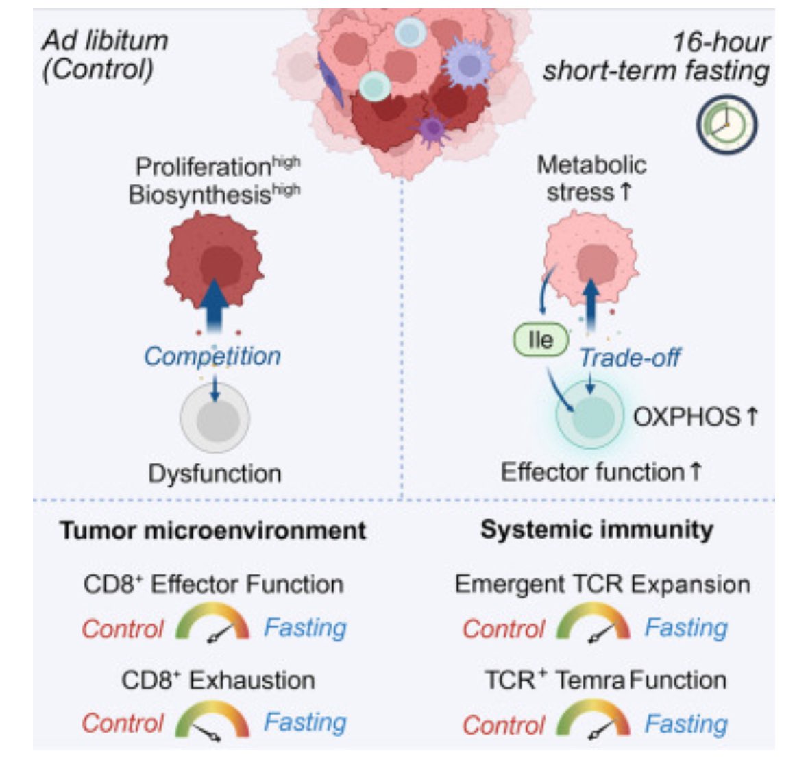 16 saatlik açlık, tümör içinde izolösin birikimi oluşturuyor. Bu amino asit CD8+ T hücrelerini epigenetik olarak yeniden programlayarak daha güçlü anti-tümör hale getiriyor.

Farelerde ve kalın bağırsak-rektum kanseri insanlarda denenmiş, immünoterapiyi belirgin güçlendirmiş.