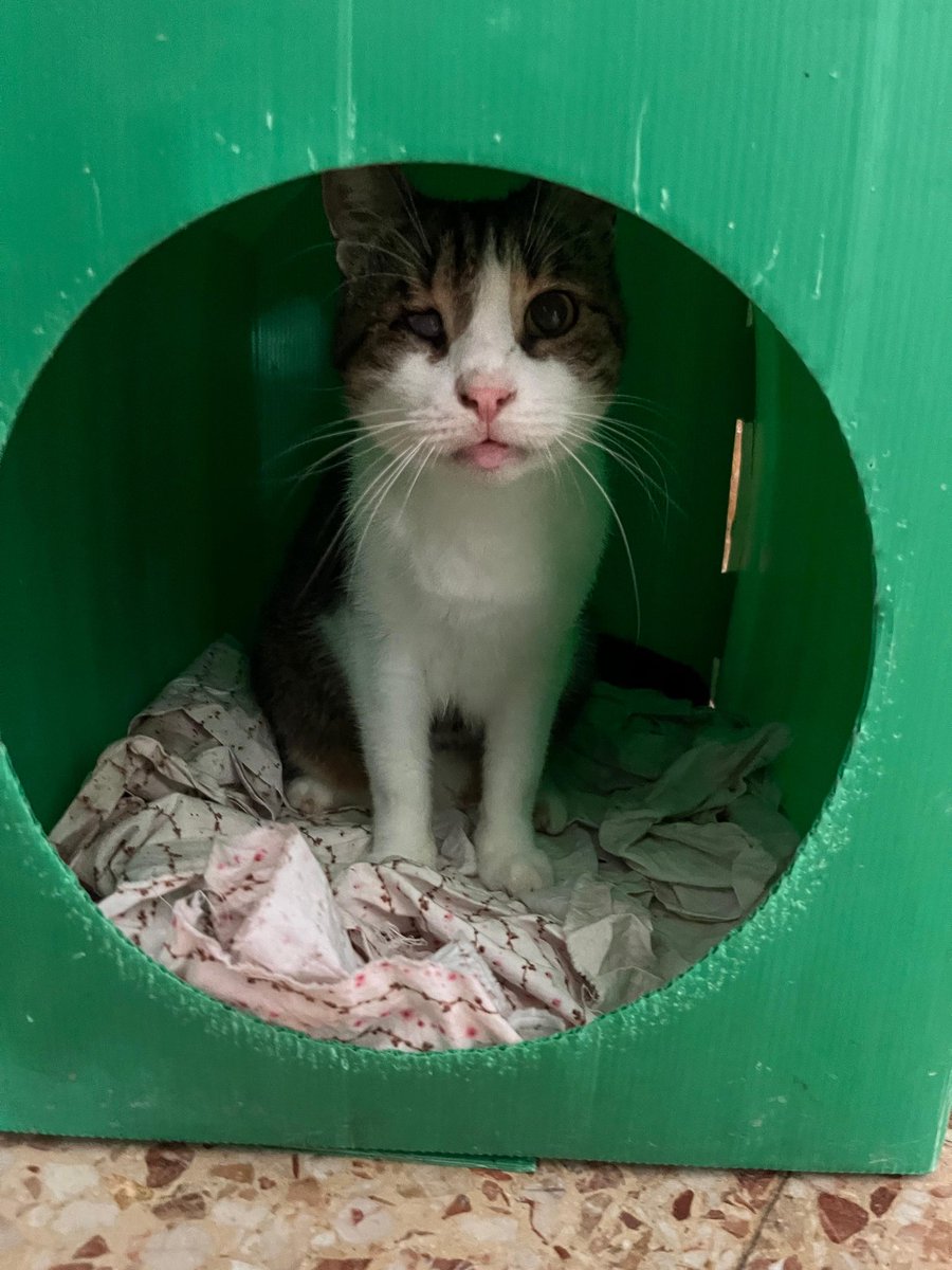 ENGELLİ SOKAK KEDİSİNE YUVA ARIYORUZ 
BORNOVA/İZMİR
İSMİ:KORSAN
3 YAŞINDA - DİŞİ - KISIR
Tek gözü görmüyor 
Bir dişi hariç diğerlerini çektirmek zorunda kalındı bu nedenle özel bakıma ihtiyacı var
İç dış paraziti yapıldı 
Sahiplenileceği eve gitmeden önce karma aşısı yapılacak